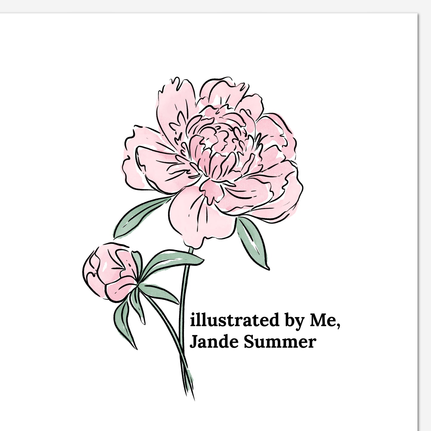 November Peony Birth Flower Unframed Art Print | Illustrated Floral Art