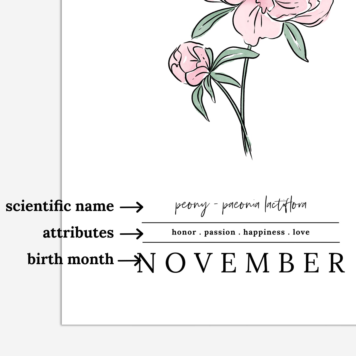 November Peony Birth Flower Unframed Art Print | Illustrated Floral Art