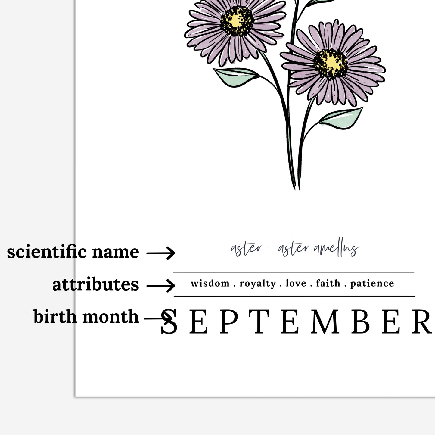September Aster Birth Flower Unframed Art Print | Illustrated Floral Art