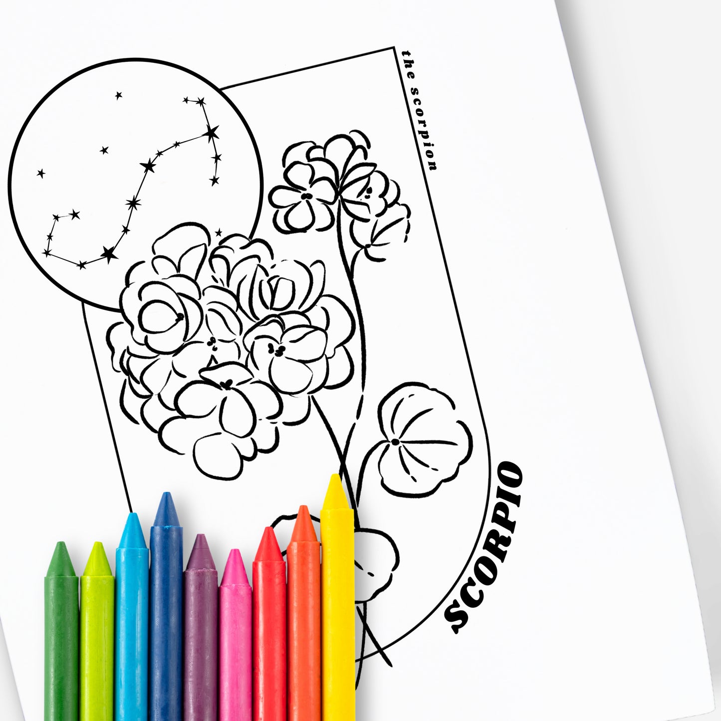 12 Zodiac Birth Flower Coloring Page Printables | Astrology Coloring Book | Floral Inspired Digital Sheets