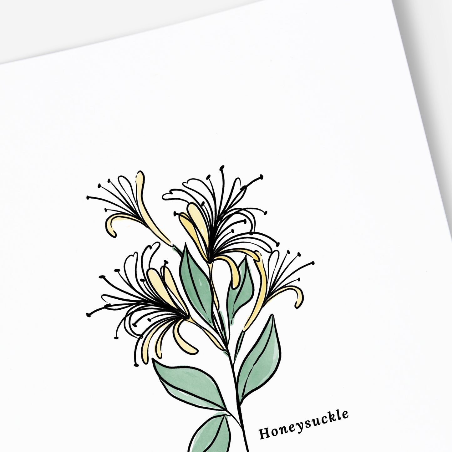 Honeysuckle Flower Illustration Printables | 4 Styles Included Watercolor Antique Sketched Floral Decor