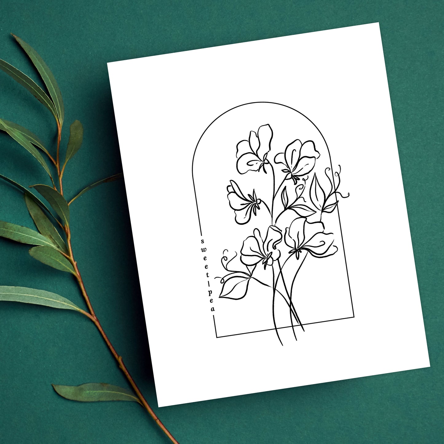Sweet Pea Flower Illustration Unframed Art Print | Floral Wall Décor Garden Inspired Gift