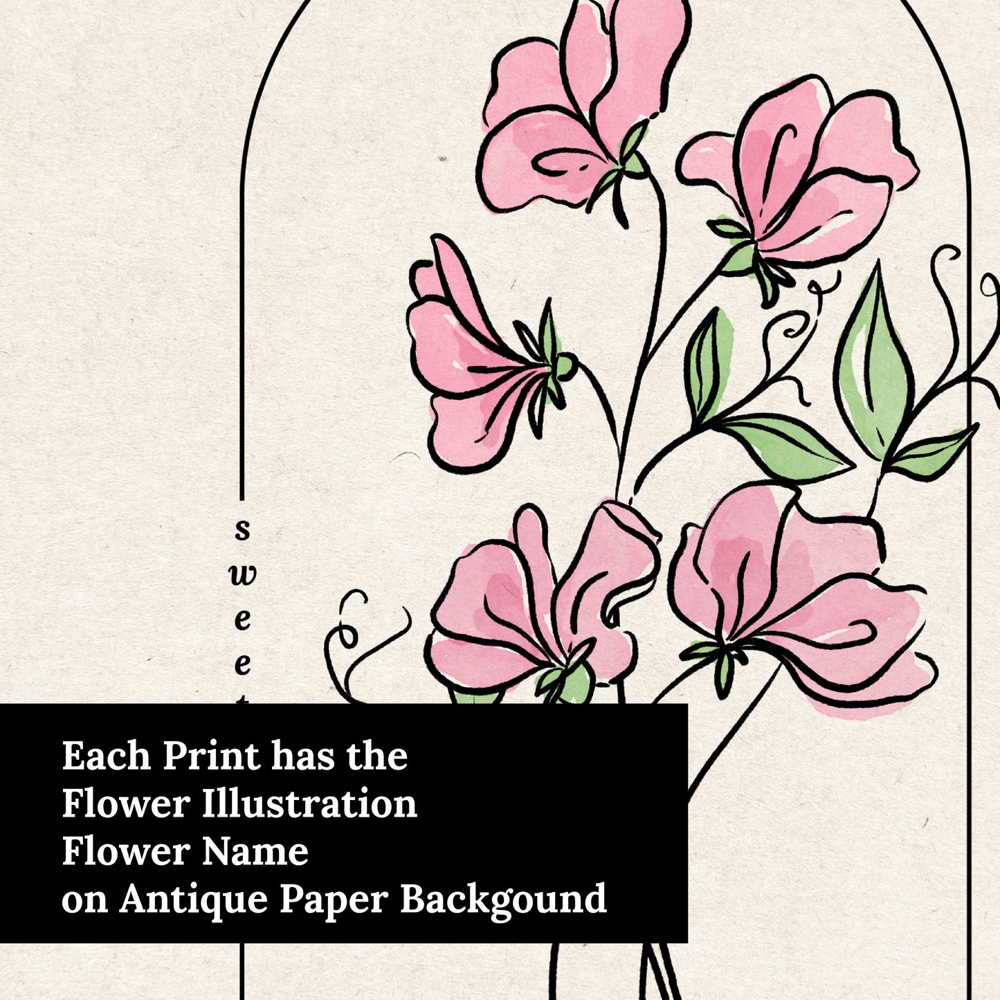 Sweet Pea Flower Illustration Unframed Art Print | Floral Wall Décor Garden Inspired Gift