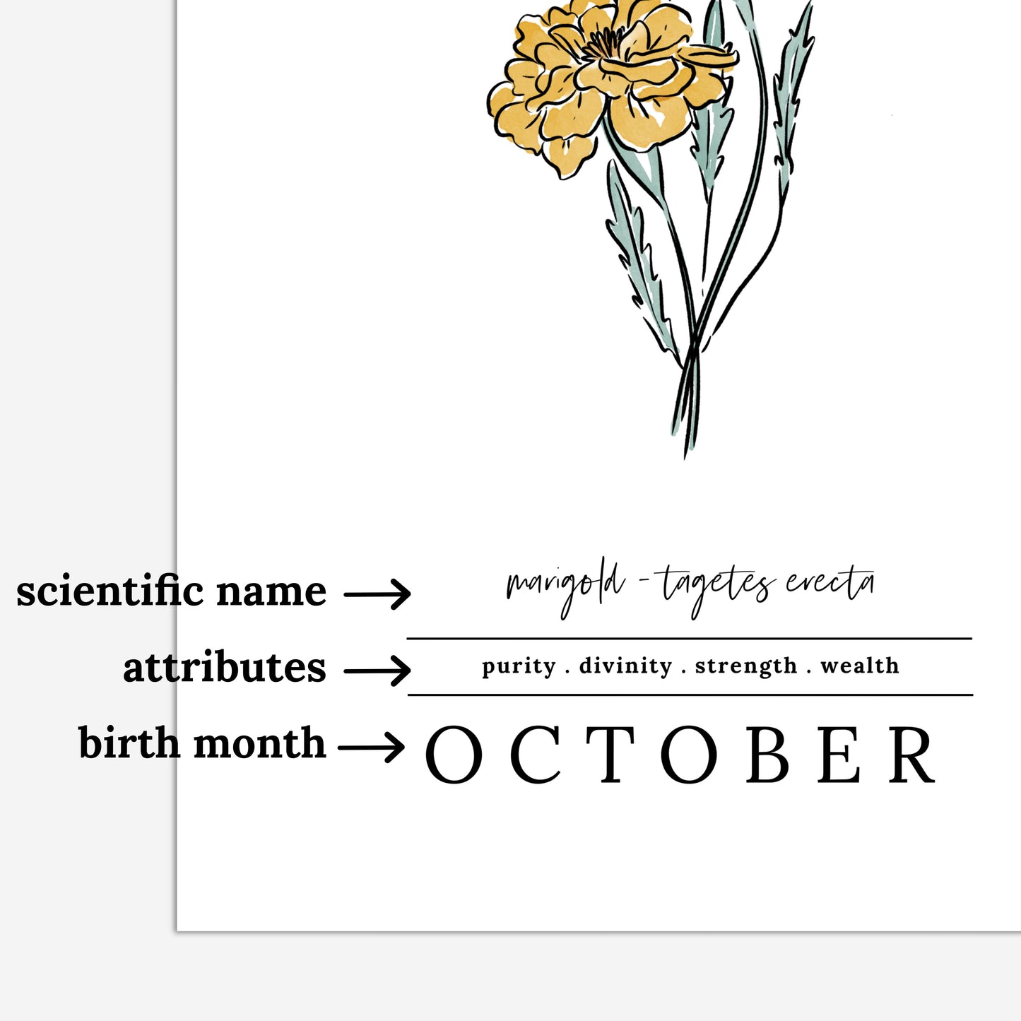October Marigold Birth Flower Unframed Art Print | Illustrated Floral Art