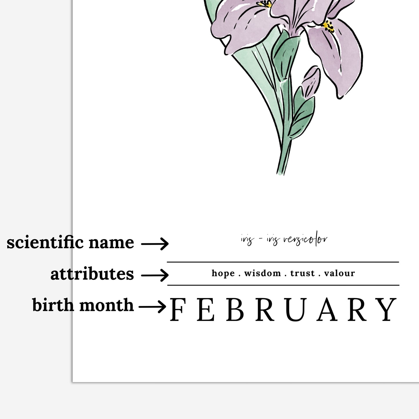 February Iris Birth Flower Unframed Art Print | Illustrated Floral Art