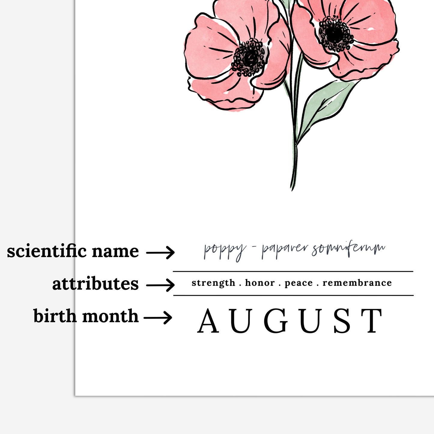 August Poppy Birth Flower Unframed Art Print | Illustrated Floral Art