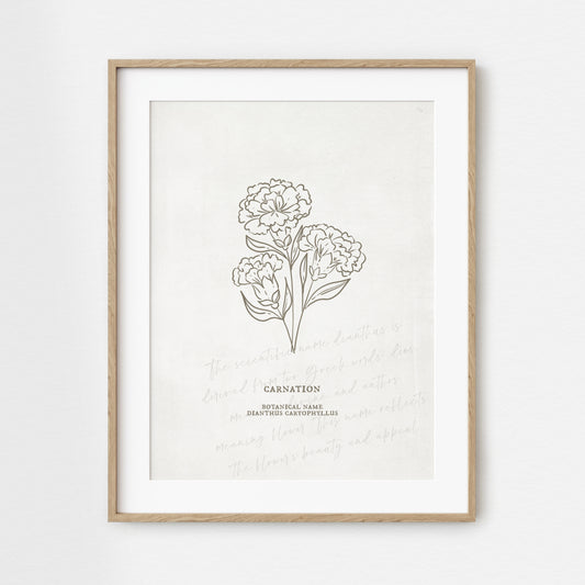 Carnation Flower Unframed Art Print | Floral Illustration Faux Antique Paper Cottagecore Wall Decor