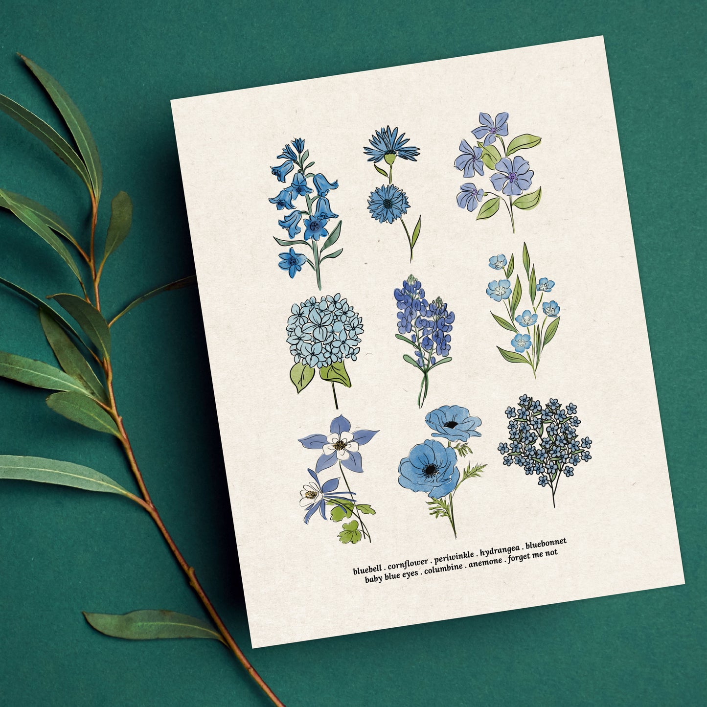 Blue Flower Chart Unframed Art Print | Antique Paper Background | Bluebell Bluebonnet Garden Inspired Art