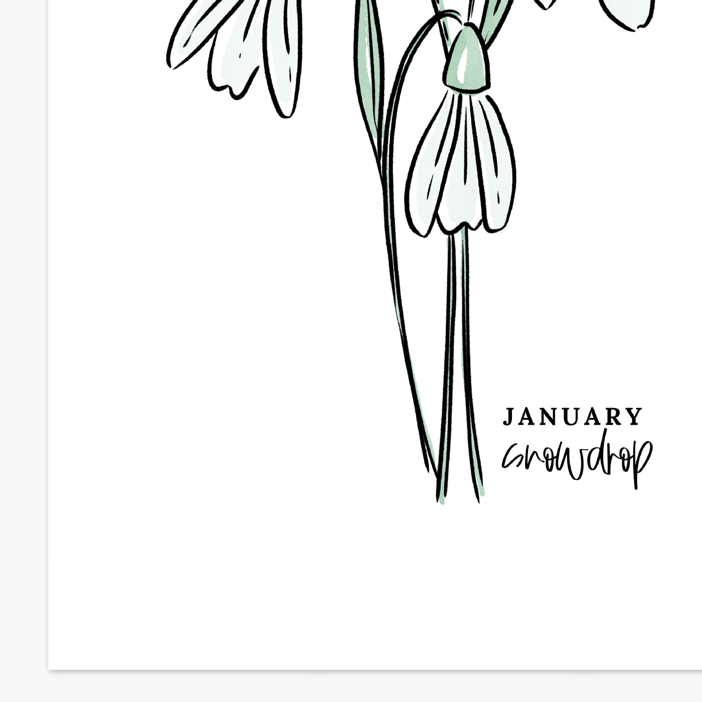 January Birth Flower Unframed Art Print Carnation Snowdrop Floral Birthday Gift