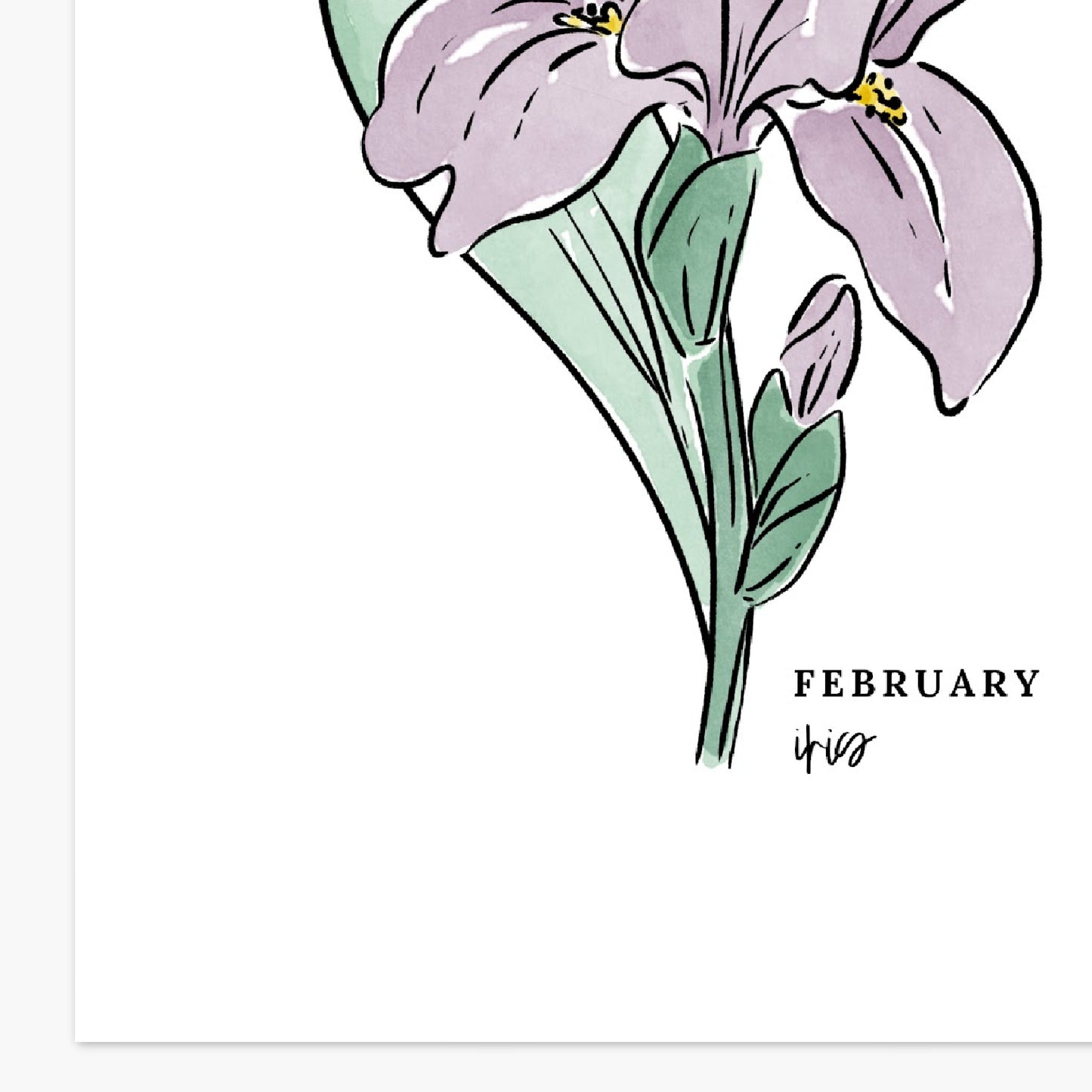 February Birth Flower Unframed Art Print Iris Primrose Floral Birthday Gift