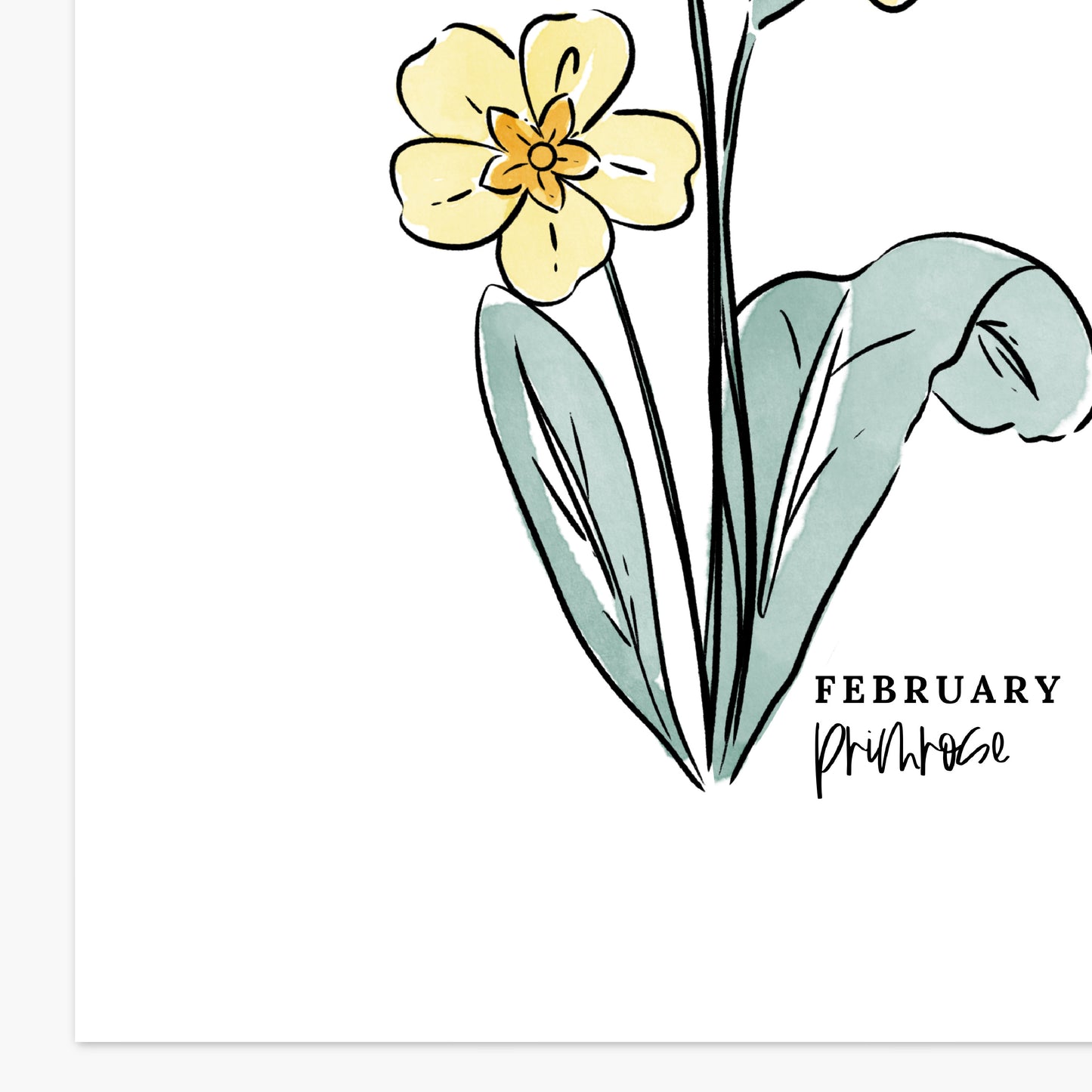 February Birth Flower Unframed Art Print Iris Primrose Floral Birthday Gift