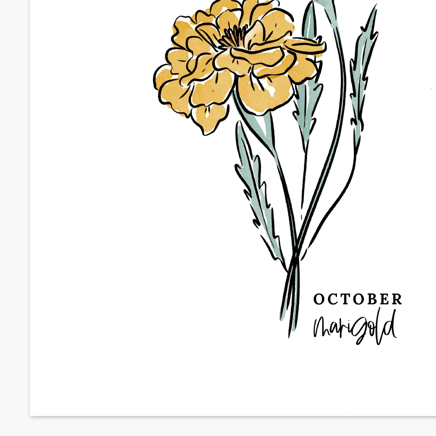 October Birth Flower Unframed Cosmos Marigold Art Print Floral Birthday Gift