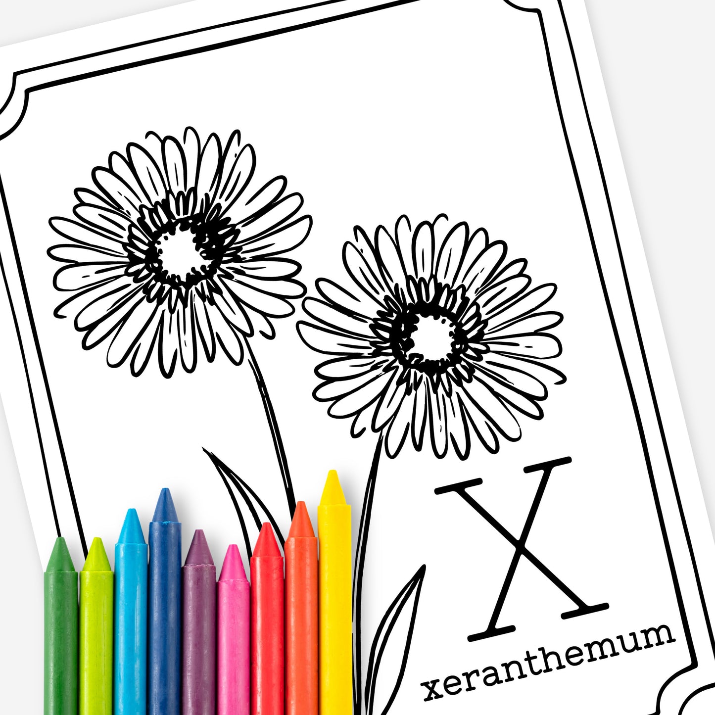 Floral Alphabet Set Printable Coloring Pages | Hand Illustrated Flowers + Color Swatch Testers