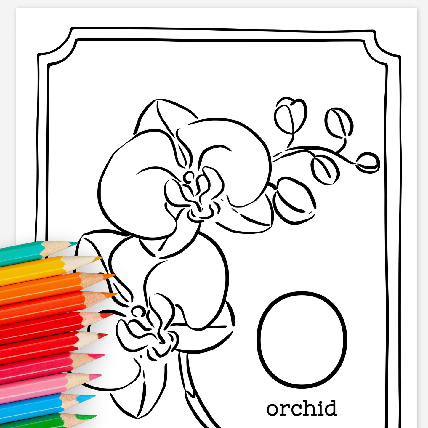 Floral Alphabet Set Printable Coloring Pages | Hand Illustrated Flowers + Color Swatch Testers