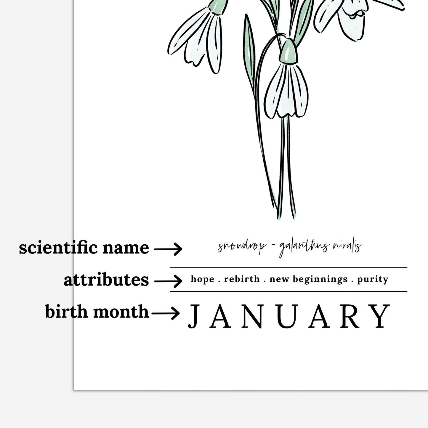 Pick A Birth Month Flower Unframed Art Print | Floral Illustration Birthday Gift