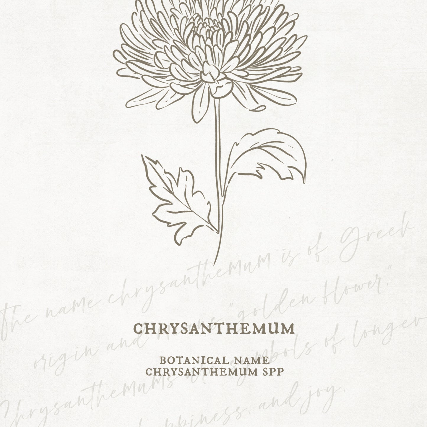 Chrysanthemum Flower Unframed Art Print | Floral Illustration Faux Antique Paper Cottagecore Wall Decor