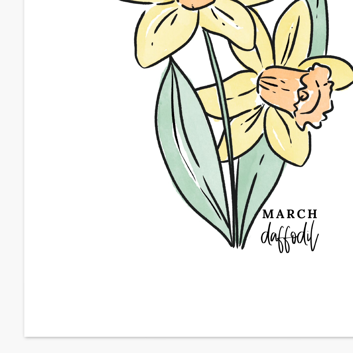 March Birth Flower Unframed Daffodil Art Print Daffodil Floral Birthday Gift