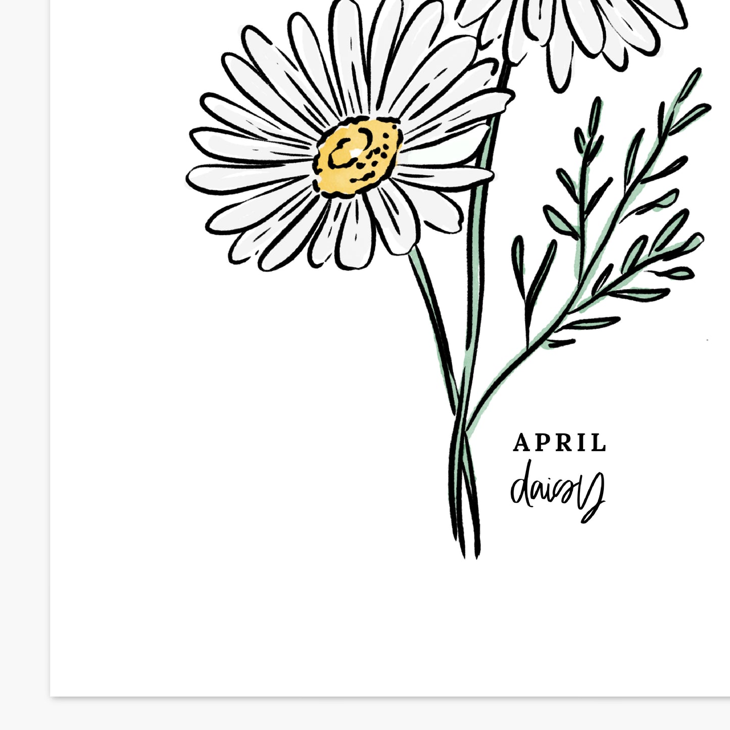 April Birth Flower Unframed Daisy Art Print Floral Birthday Gift