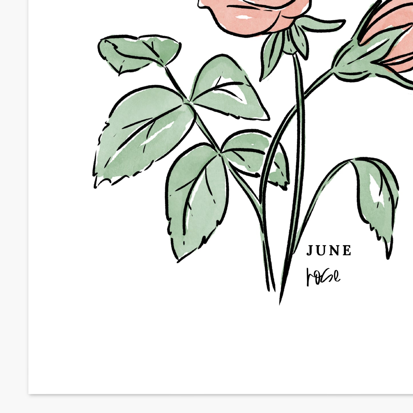 June Birth Flower Unframed Red Rose Art Print Floral Birthday Gift