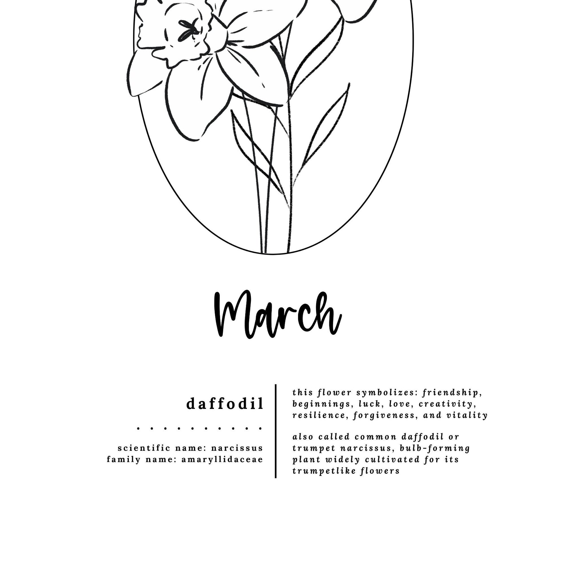March Birth Flower Daffodil Printable | Simple Sketch Art